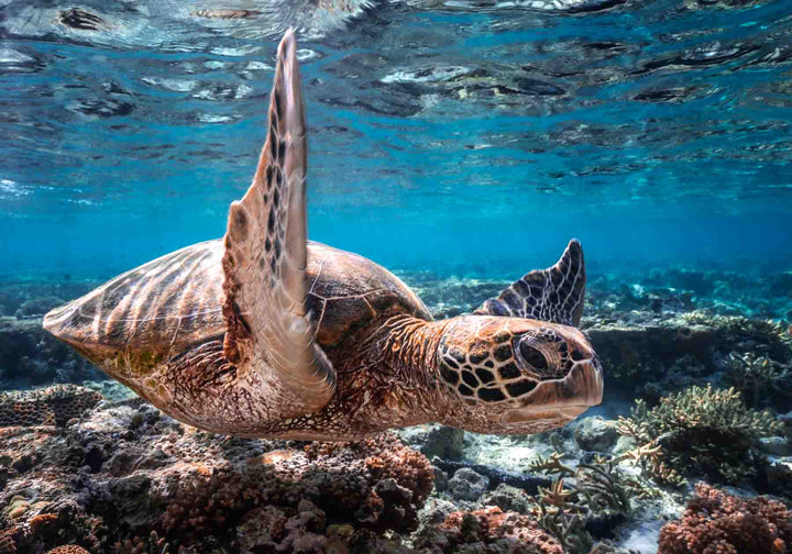 Drive By – Green sea turtle underwater gliding through sunbeams with ripples on the surface | Unframed Rolled Print by David Lloyd