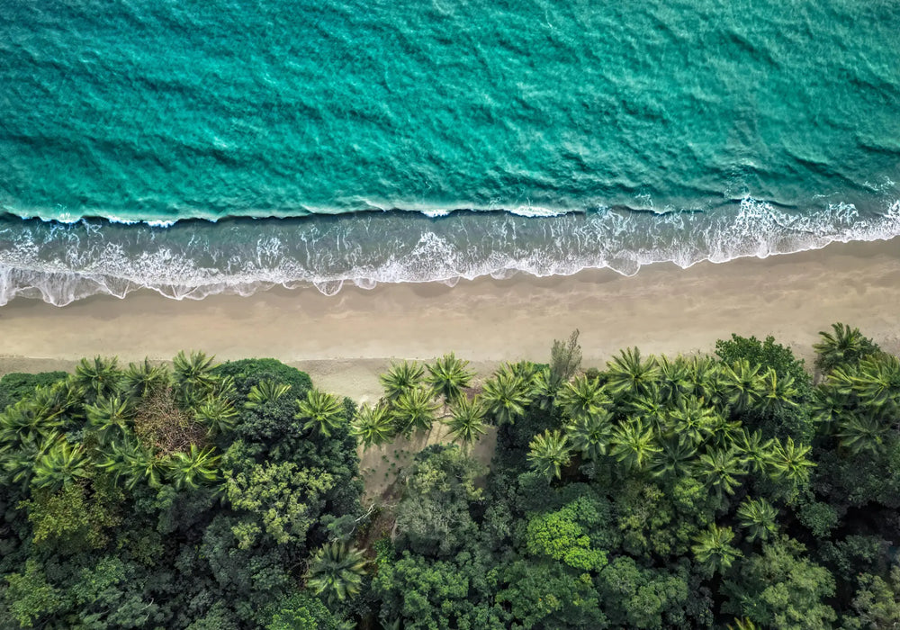 Emerald Tide – aerial photograph of Four Mile Beach coastline with tropical rainforest meeting turquoise ocean water | Unframed Rolled Print