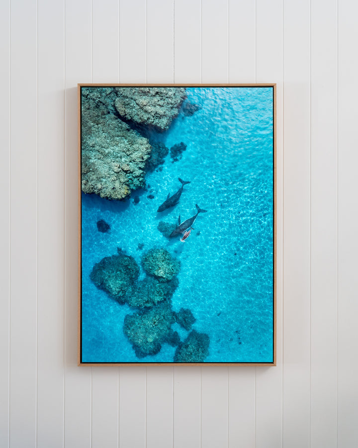 Escort in the Shallows | Humpback Whales - Aerial Photography