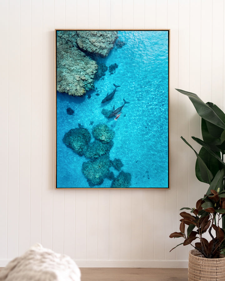Escort in the Shallows – Humpback Whales, Aerial Photography by David Lloyd, framed canvas print in oak float frame, styled in a living room setting