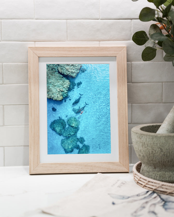 Escort in the Shallows – Humpback Whales, Aerial Photography by David Lloyd, framed paper print in oak frame, styled in a kitchen bench setting