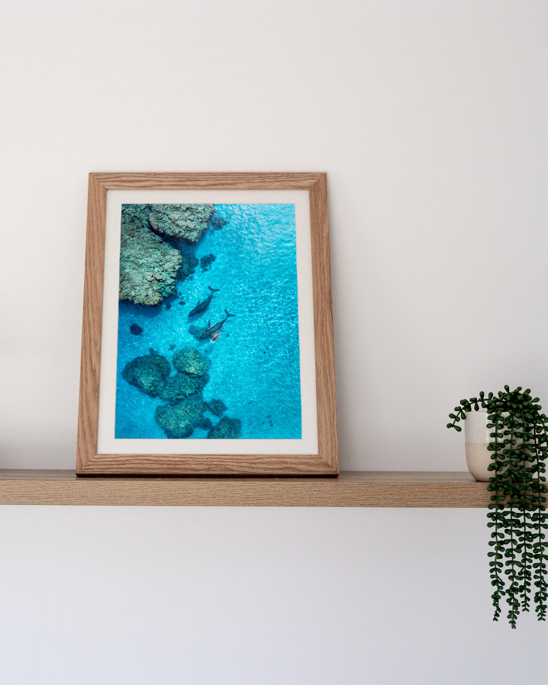 Escort in the Shallows – Humpback Whales, Aerial Photography by David Lloyd, framed paper print in oak frame, styled in a timber shelf setting