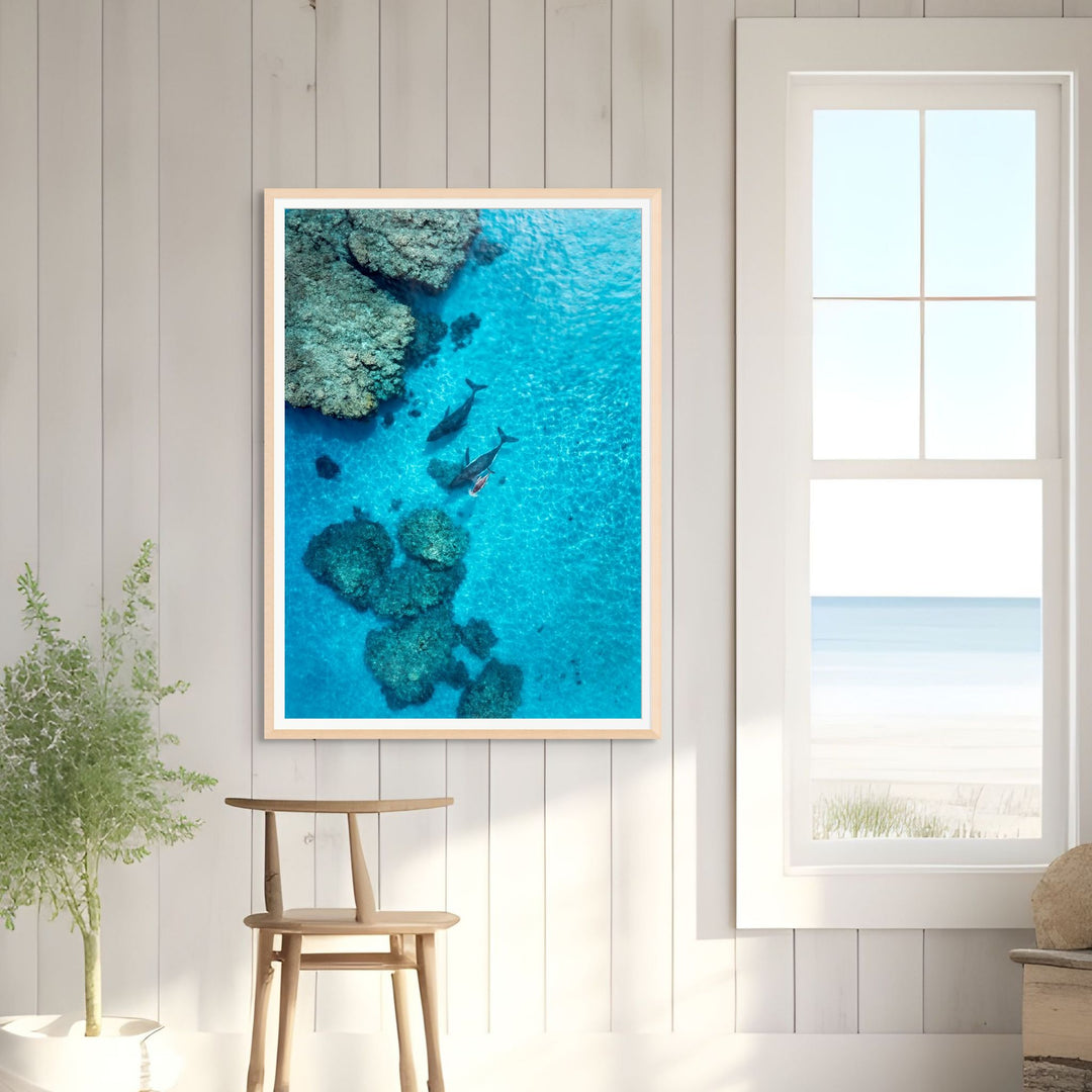 Escort in the Shallows by David Lloyd – framed paper print, aerial view of whales swimming over the reef, fine art photographic print