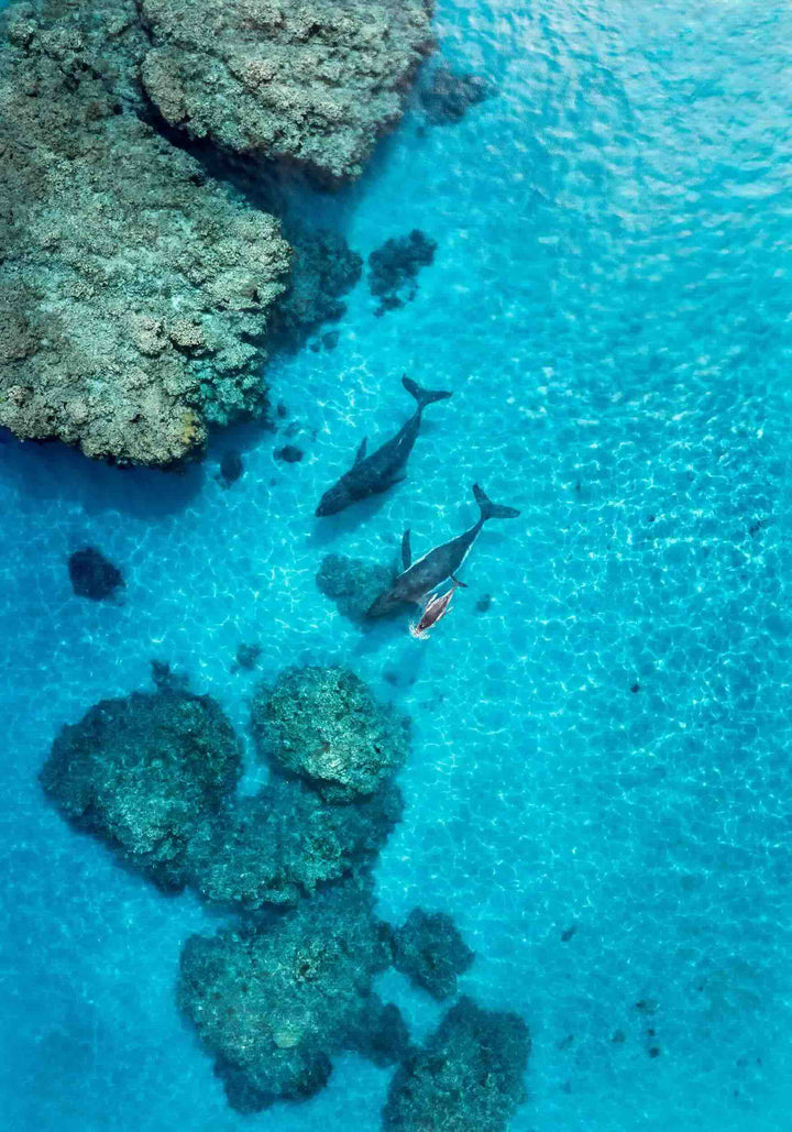 Escort in the Shallows by David Lloyd – unframed rolled paper print, aerial view of whales over the reef, fine art photographic print