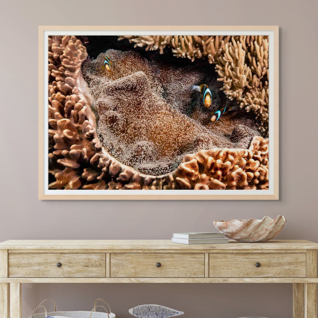 Family Business – Clownfish family nestled in a sea anemone among hard and soft coral, vibrant underwater scene | Framed Paper Print