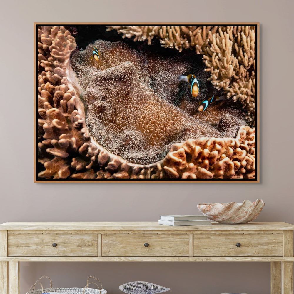 Family Business – Clownfish family nestled in a sea anemone among hard and soft coral, vibrant underwater scene | Shadow Box Canvas Print