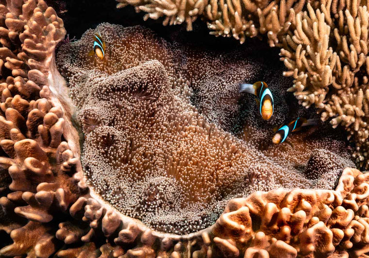 Family Business – Clownfish family nestled in a sea anemone among hard and soft coral, vibrant underwater scene | Unframed Rolled Print