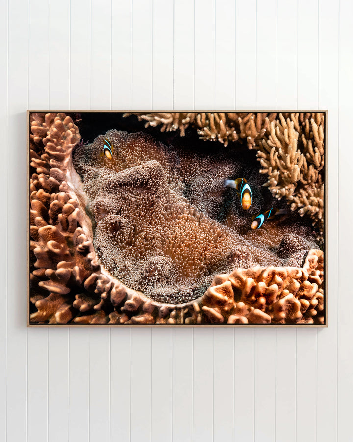 Three clownfish swim among vibrant anemones and coral in the underwater photograph, Family Business.