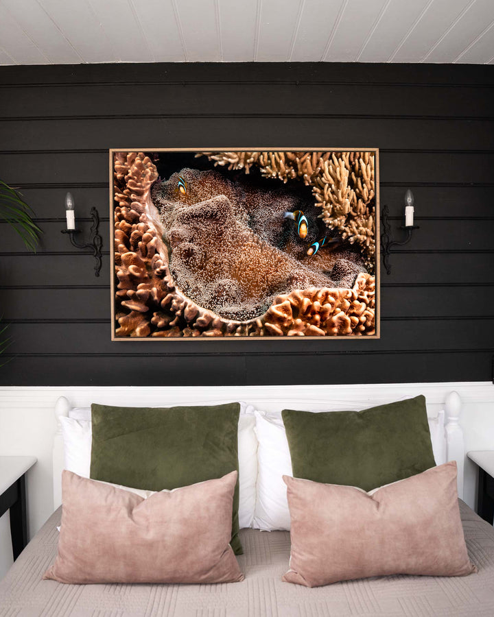 Family Business – Clown Fish, Underwater Photography by David Lloyd, framed canvas print in oak float frame, styled in a bedroom setting