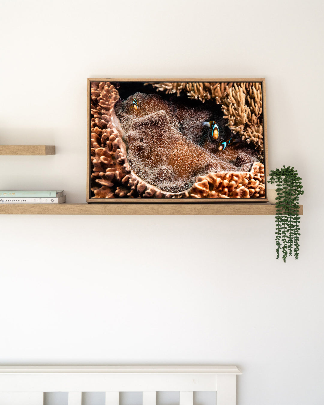 Family Business – Clown Fish, Underwater Photography by David Lloyd, framed canvas print in oak float frame, styled in a timber shelf setting