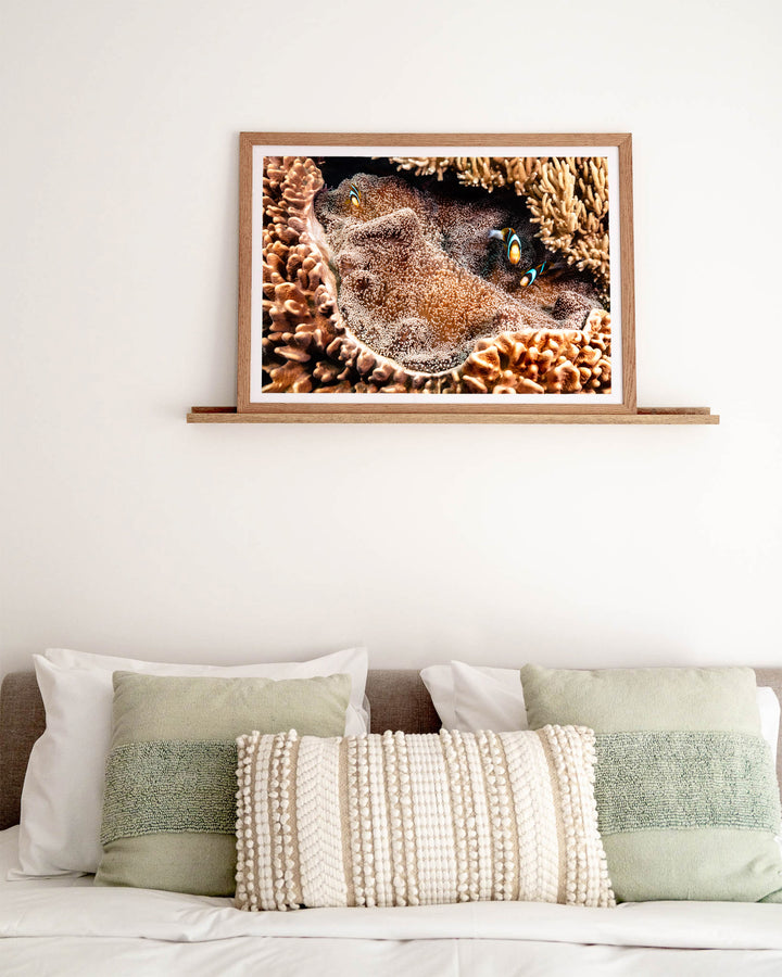 Family Business – Clown Fish, Underwater Photography by David Lloyd, framed paper print in oak frame, styled in a bedroom setting