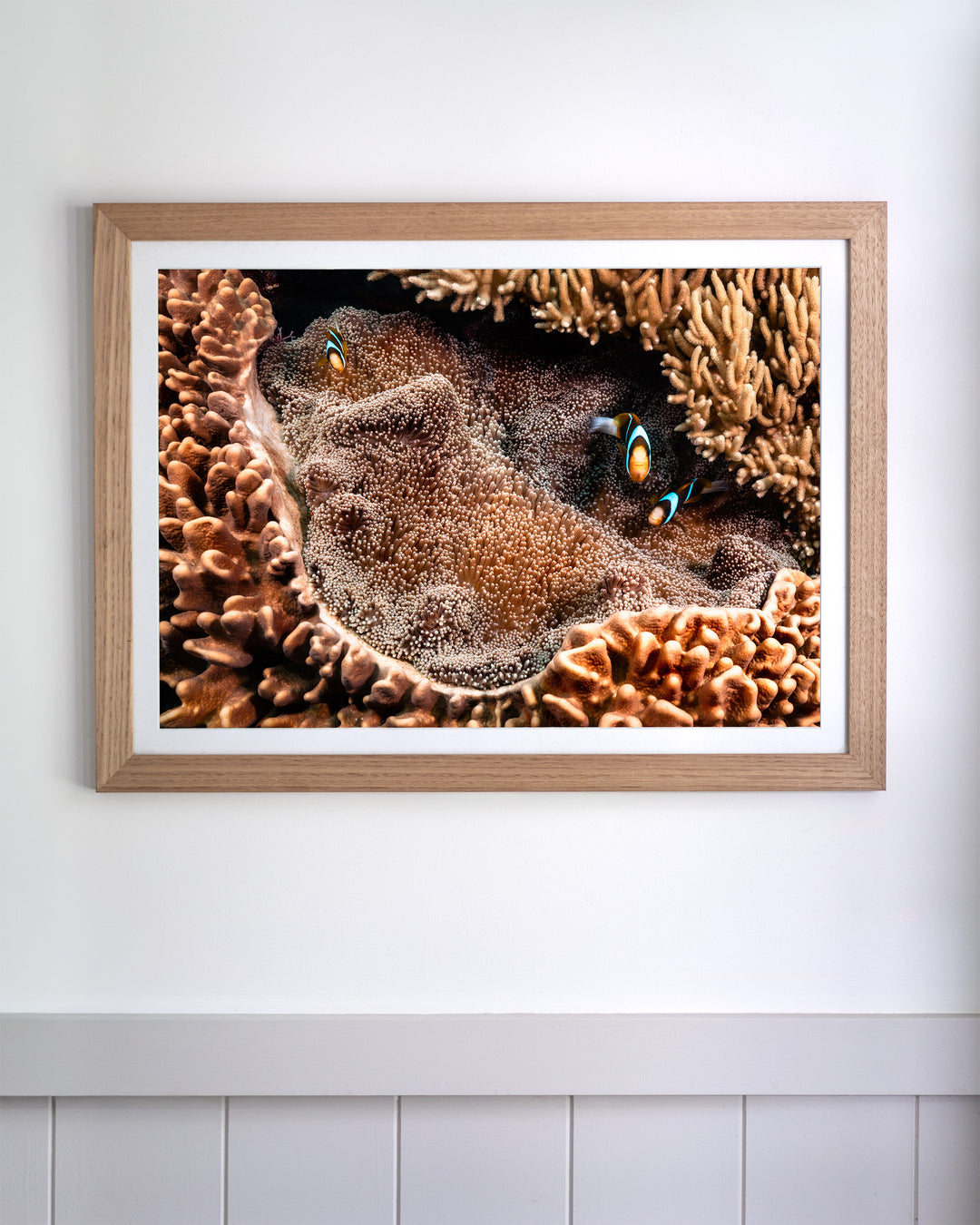 Two clownfish nestled in a textured sea anemone, from the Framed Family Business underwater photography series.