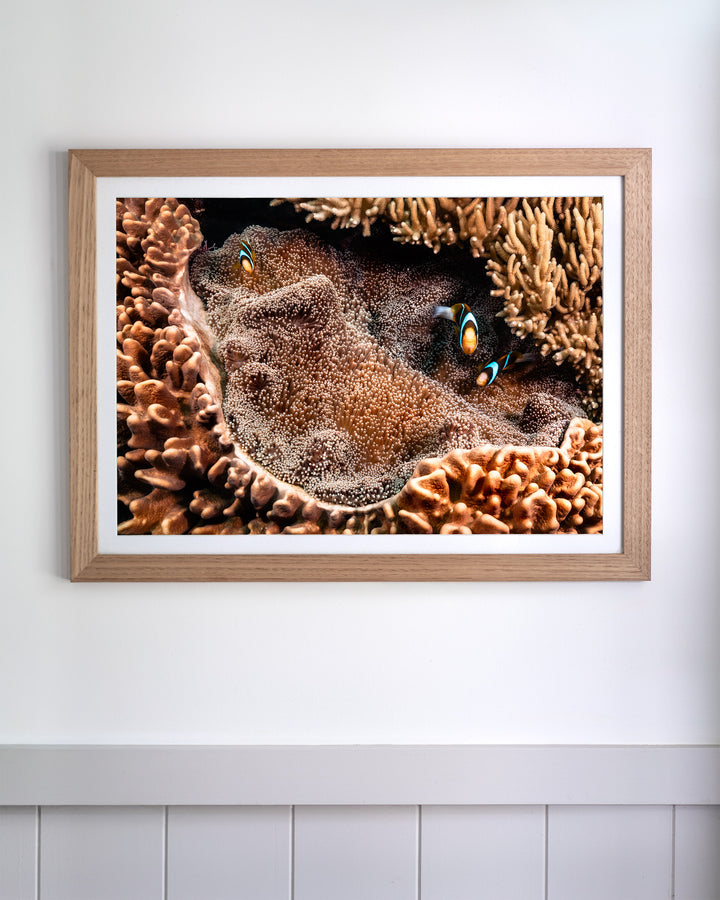 Two clownfish nestled in a textured sea anemone, from the Framed Family Business underwater photography series.