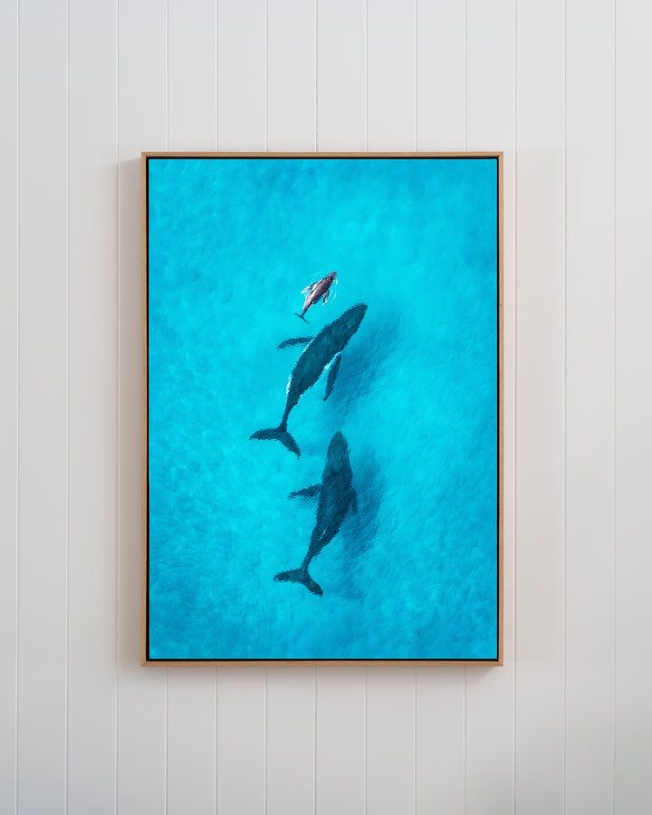 Family Time | Whales - Aerial Photography