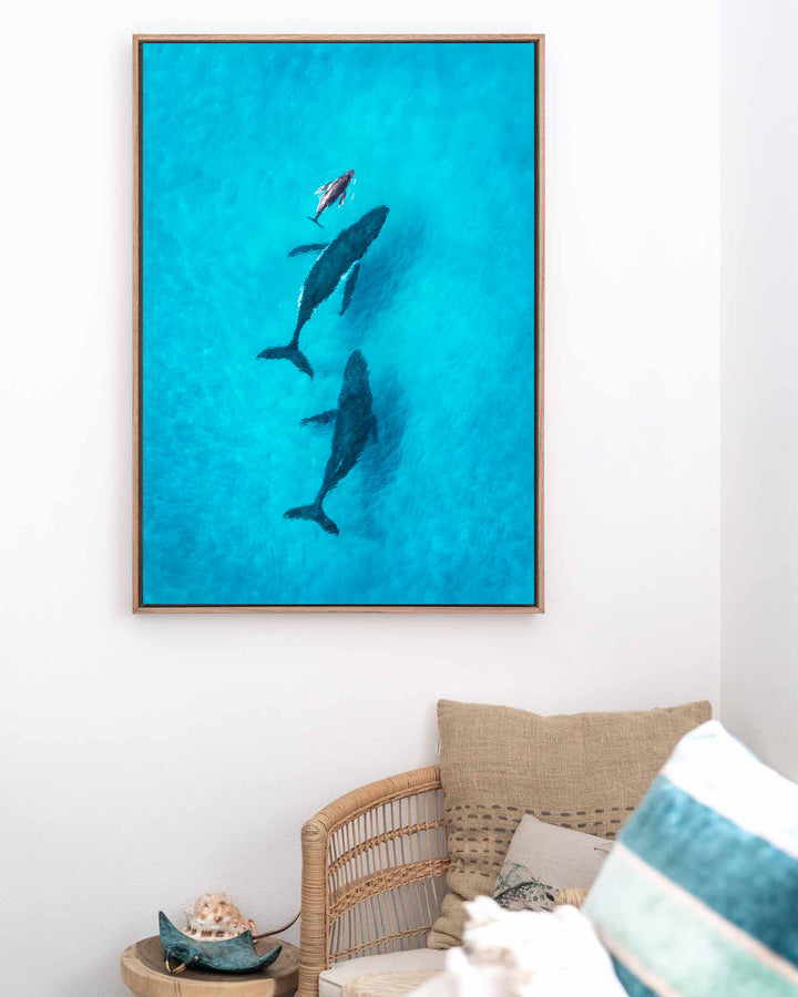 Family Time – Whales, Aerial Photography by David Lloyd, framed canvas print in oak float frame, styled in a coastal lounge setting