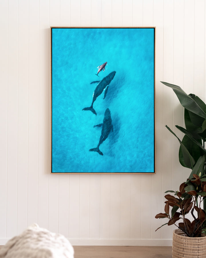 Family Time – Whales, Aerial Photography by David Lloyd, framed canvas print in oak float frame, styled in a living room setting