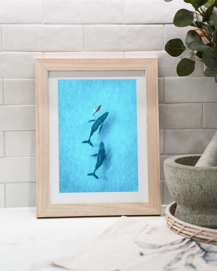 Family Time – Whales, Aerial Photography by David Lloyd, framed paper print in oak frame, styled in a kitchen bench setting