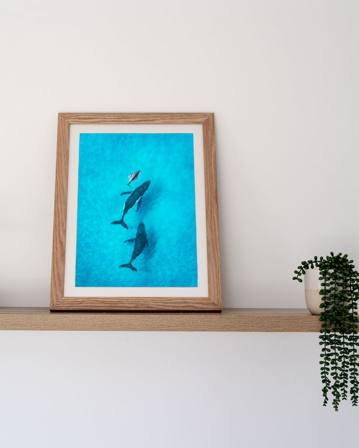 Family Time – Whales, Aerial Photography by David Lloyd, framed paper print in oak frame, styled in a timber shelf setting