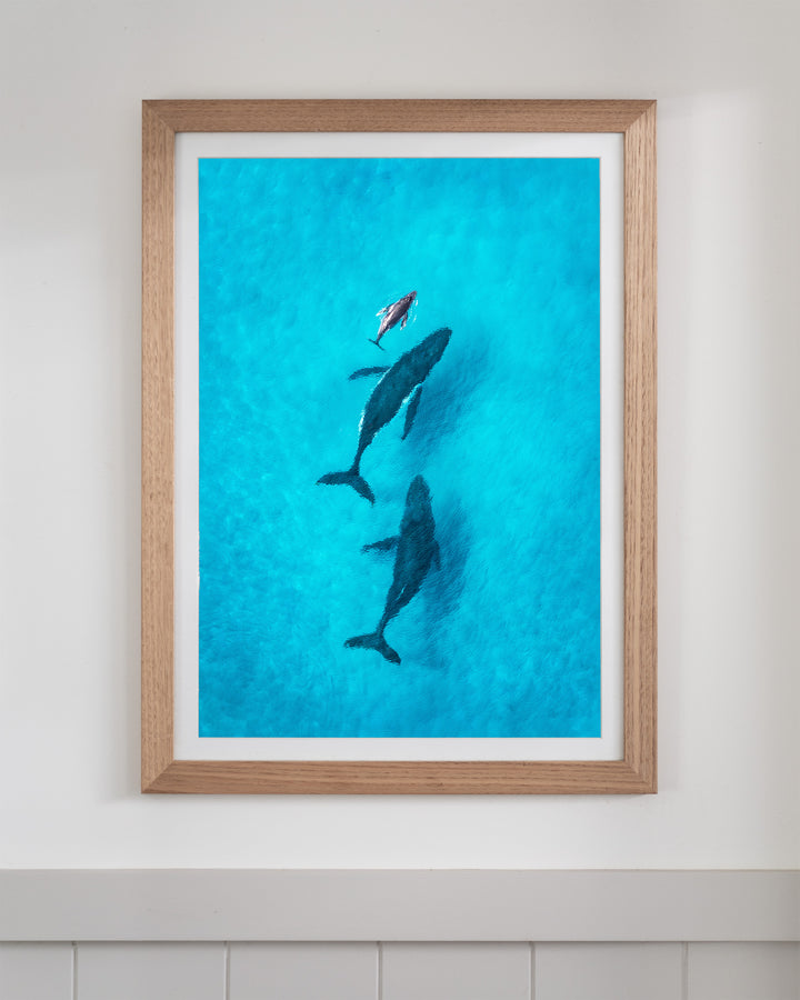 Family Time | Whales - Aerial Photography