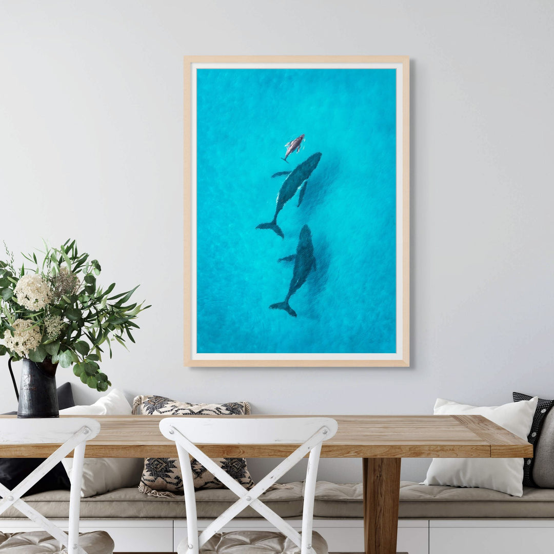 Family Time by David Lloyd – framed paper print, aerial view of whales swimming together over the reef, fine art photographic print
