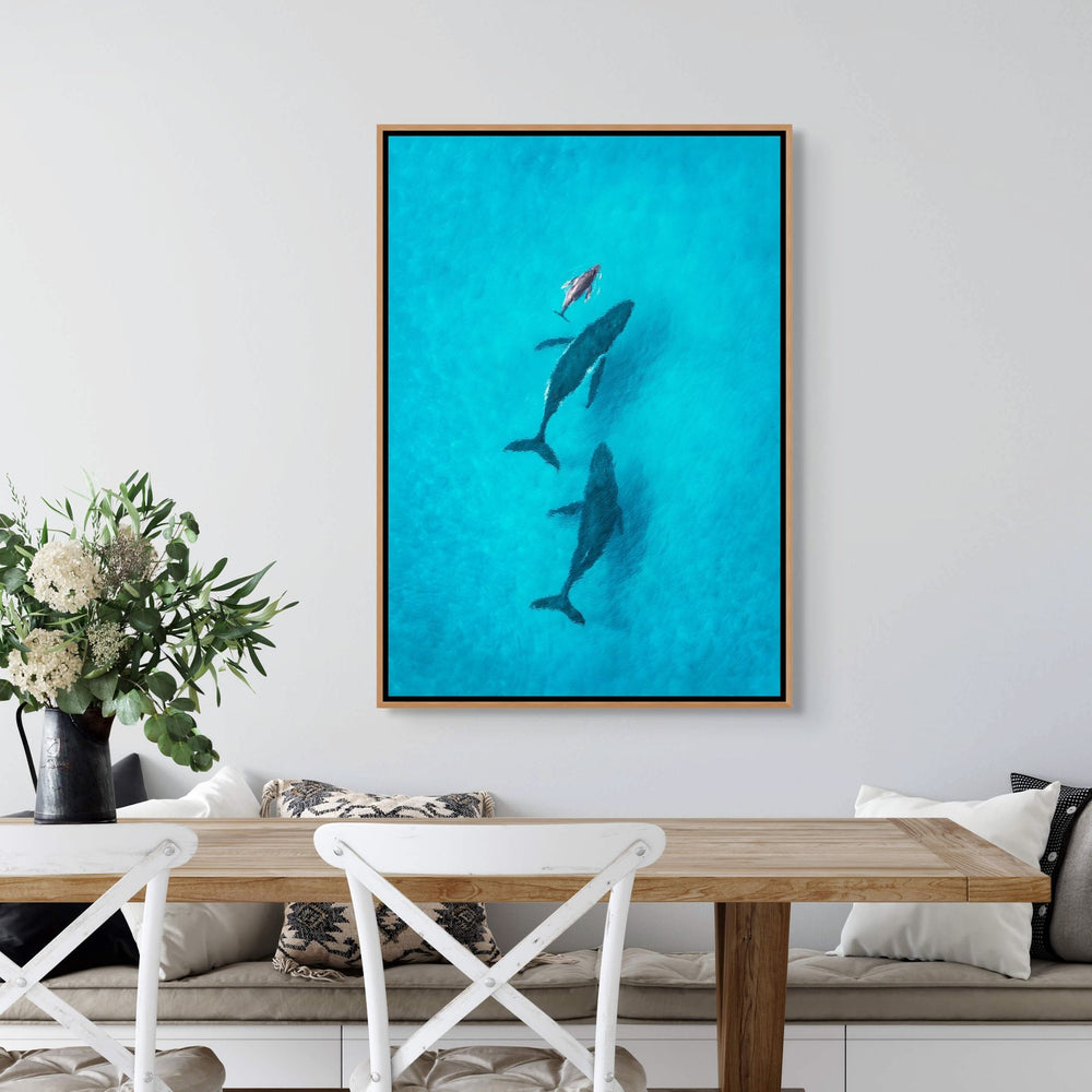 Family Time by David Lloyd – shadow box canvas print, aerial view of a whale pod over the coral reef, fine art photography