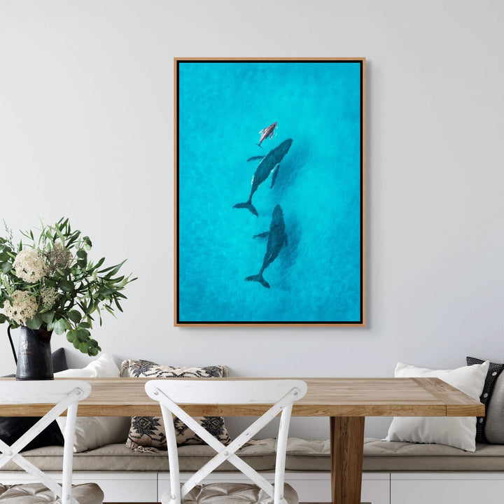 Family Time by David Lloyd – shadow box canvas print, aerial view of a whale pod over the coral reef, fine art photography