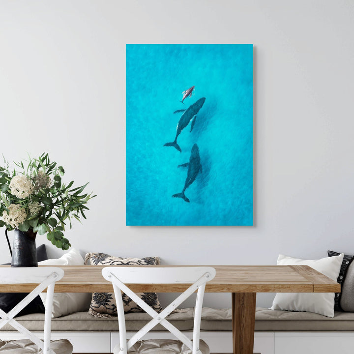 Family Time by David Lloyd – stretched canvas print, aerial view of whales swimming together over the reef, fine art photographic print
