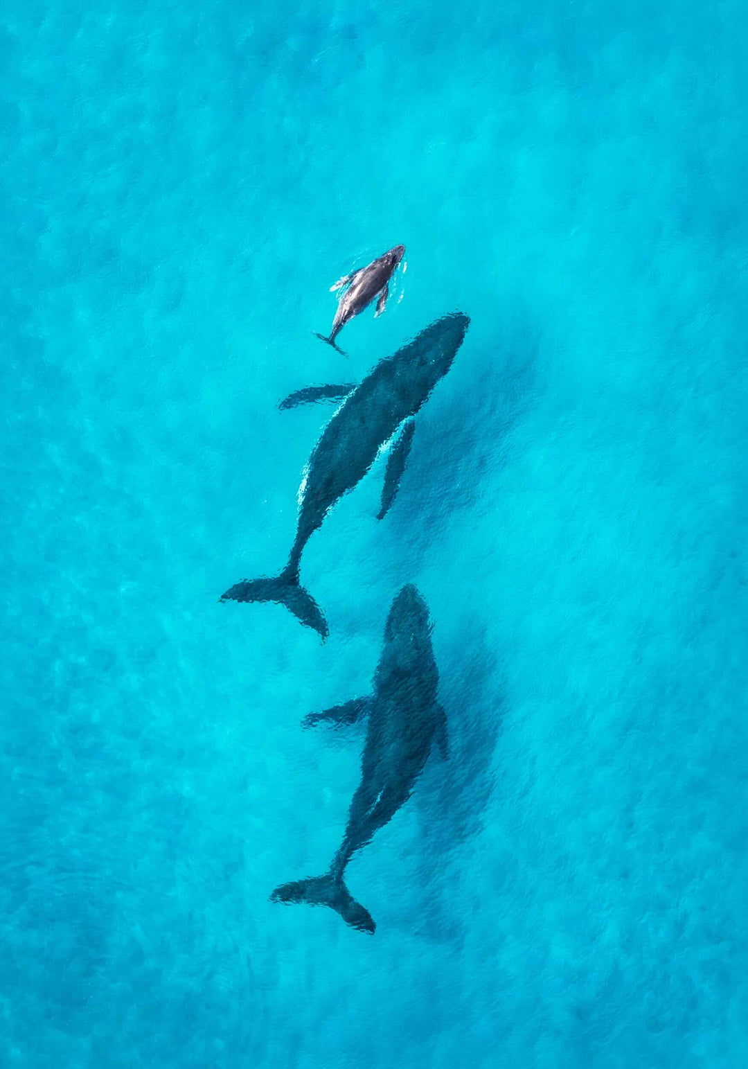 Family Time by David Lloyd – unframed rolled paper print, aerial view of whales over the reef, fine art photographic print
