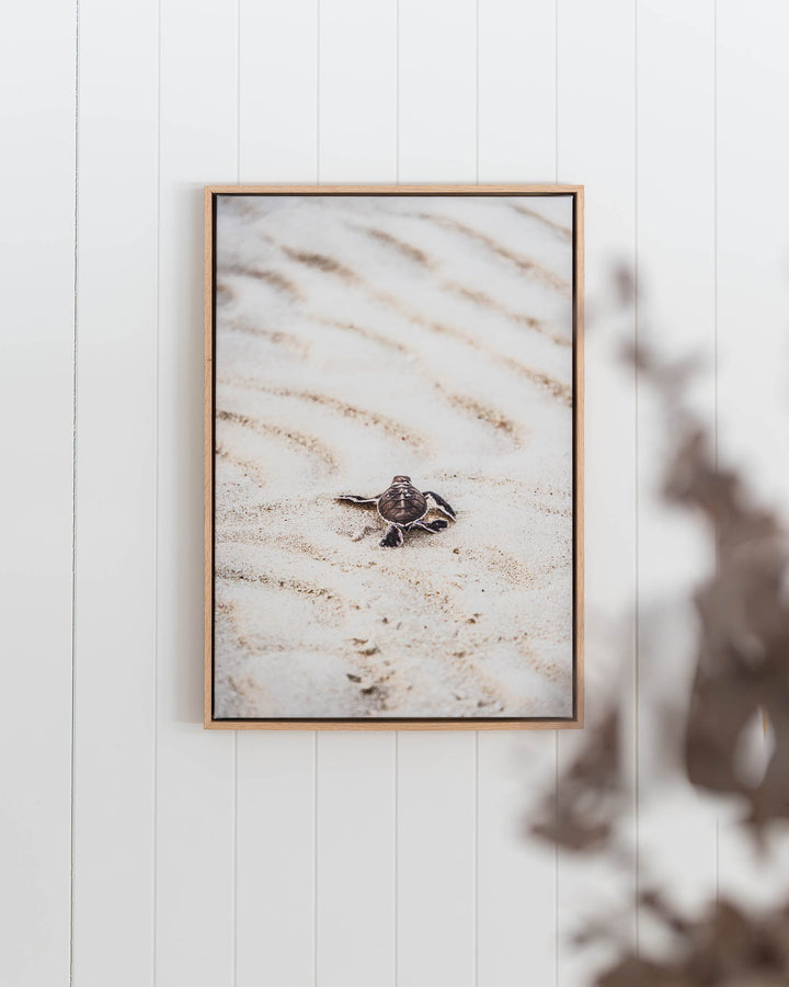 First Light – Turtle Hatchling | Coastal Photography