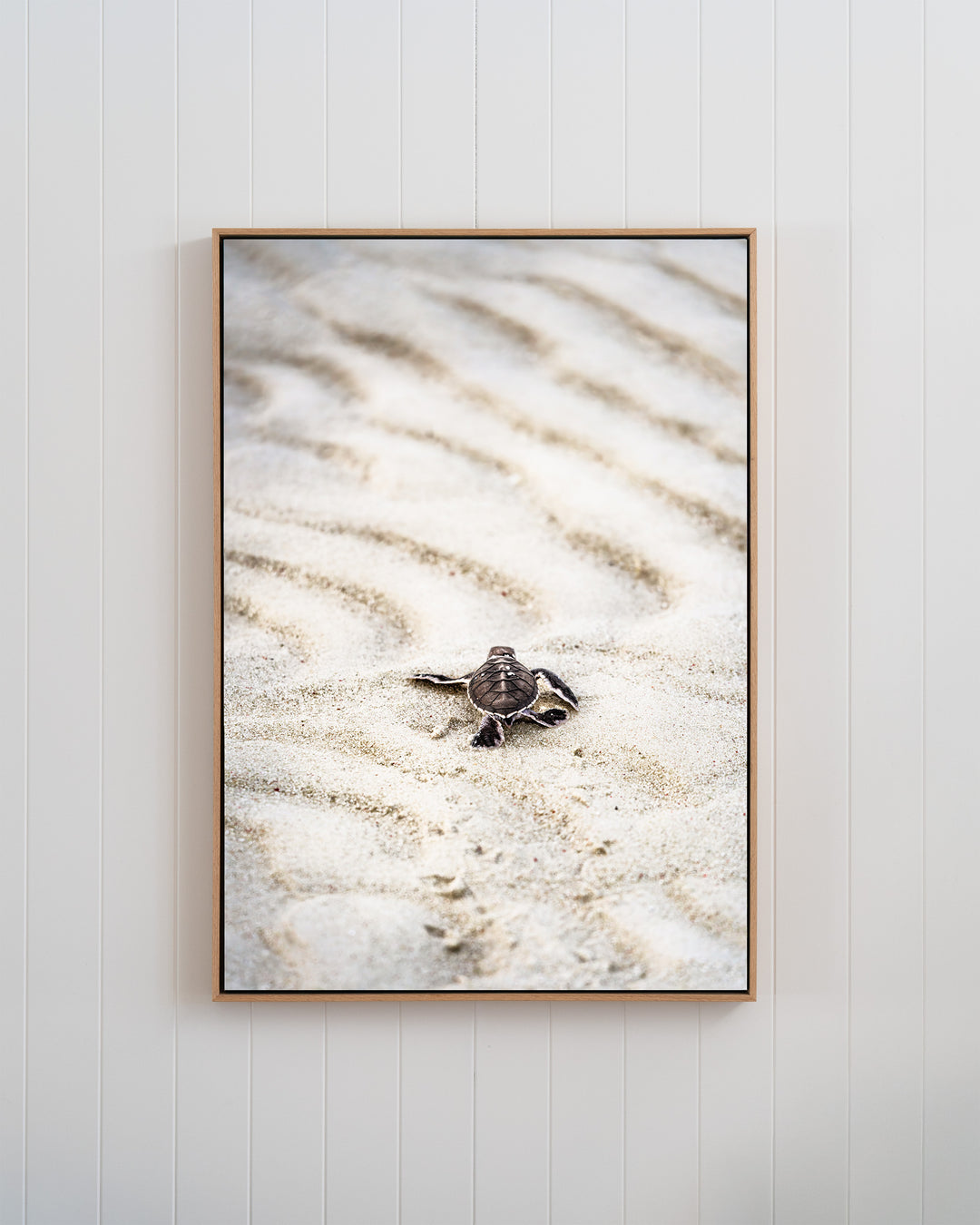 First Light – Turtle Hatchling | Coastal Photography
