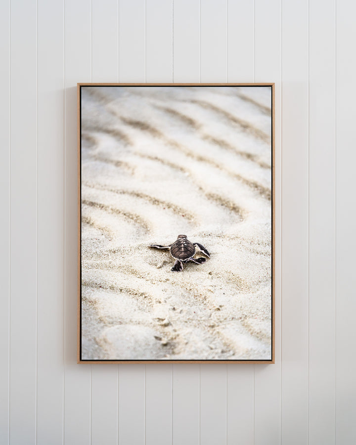 First Light – Turtle Hatchling | Coastal Photography