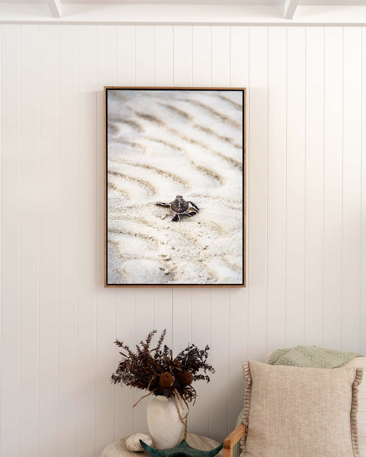 First Light – Turtle Hatchling, Coastal Photography by David Lloyd, framed canvas print in oak float frame, styled in a bedroom setting