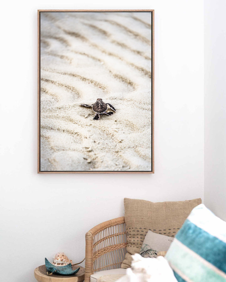 First Light – Turtle Hatchling, Coastal Photography by David Lloyd, framed canvas print in oak float frame, styled in a coastal lounge setting