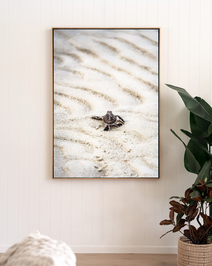 First Light – Turtle Hatchling, Coastal Photography by David Lloyd, framed canvas print in oak float frame, styled in a living room setting