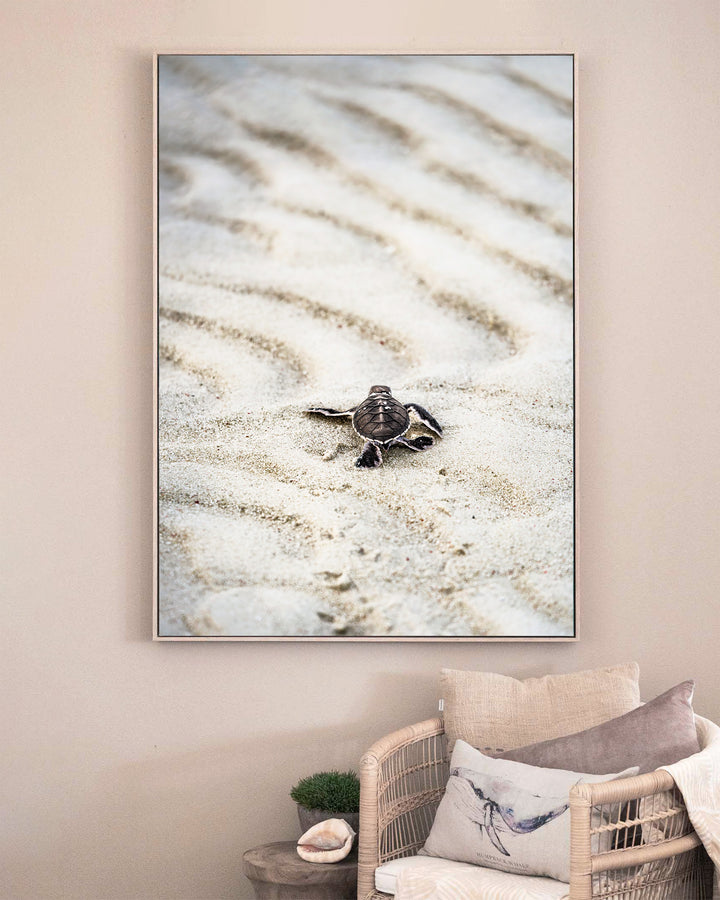 First Light – Turtle Hatchling, Coastal Photography by David Lloyd, framed canvas print in oak float frame, styled in a sitting room setting