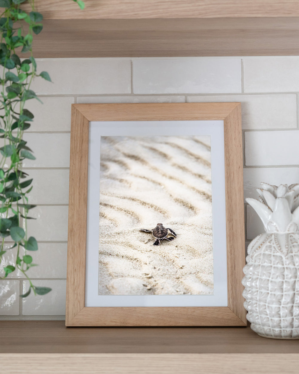 First Light – Turtle Hatchling, Coastal Photography by David Lloyd, framed paper print in oak frame, styled in a kitchen shelf setting