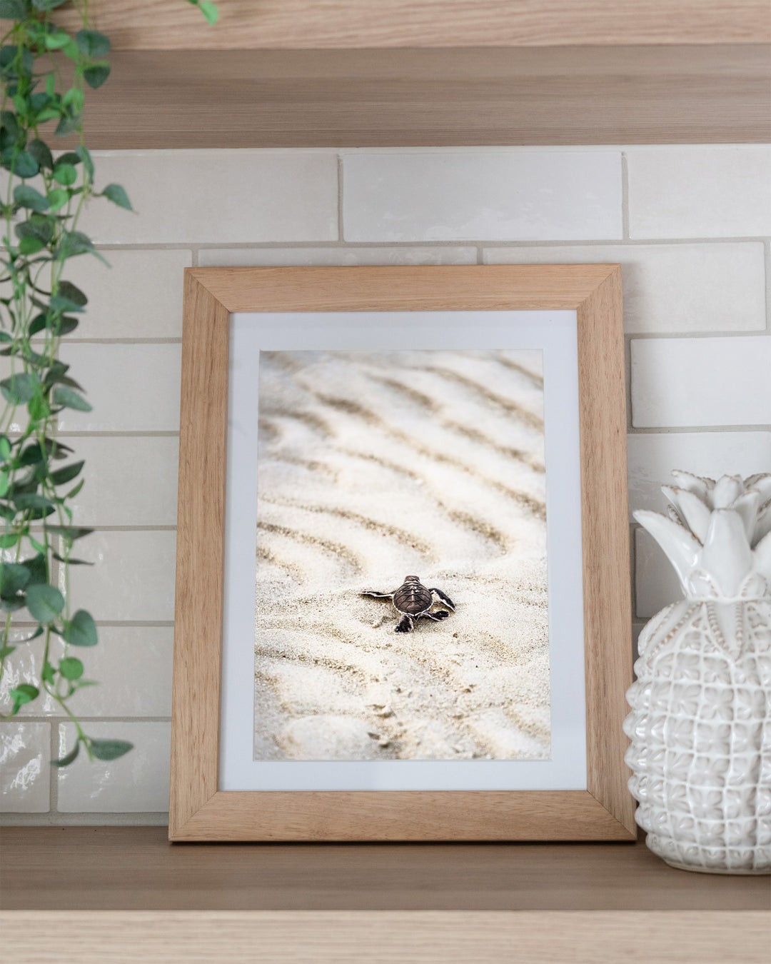 First Light – Turtle Hatchling, Coastal Photography by David Lloyd, framed paper print in oak frame, styled in a kitchen shelf setting