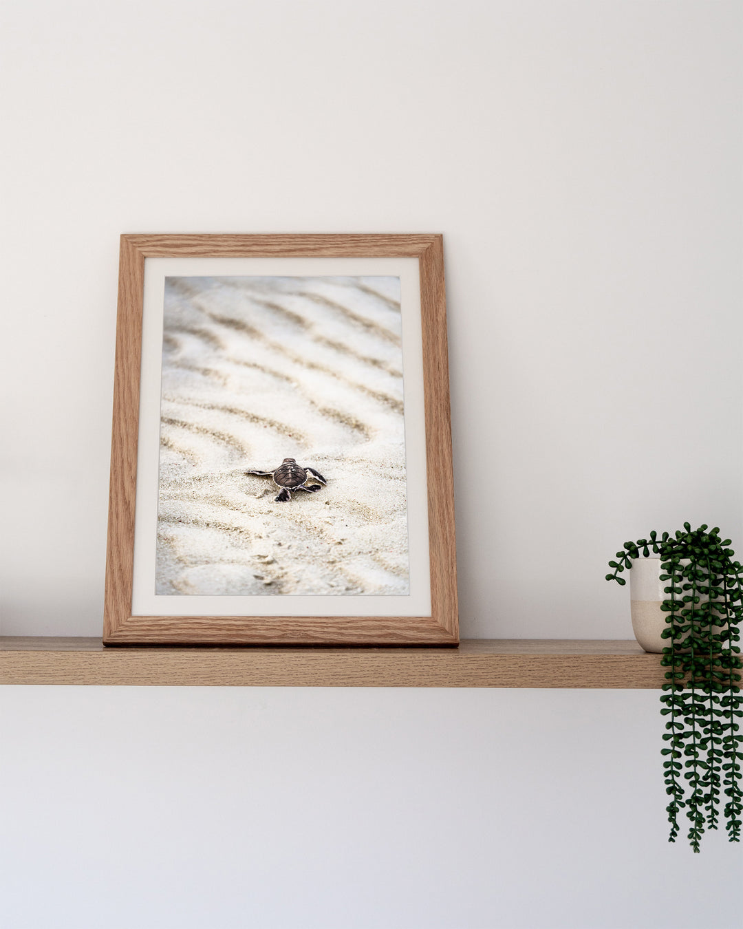 First Light – Turtle Hatchling, Coastal Photography by David Lloyd, framed paper print in oak frame, styled in a timber shelf setting