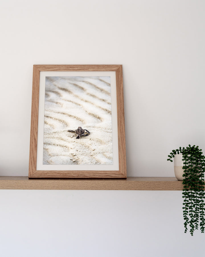 First Light – Turtle Hatchling, Coastal Photography by David Lloyd, framed paper print in oak frame, styled in a timber shelf setting