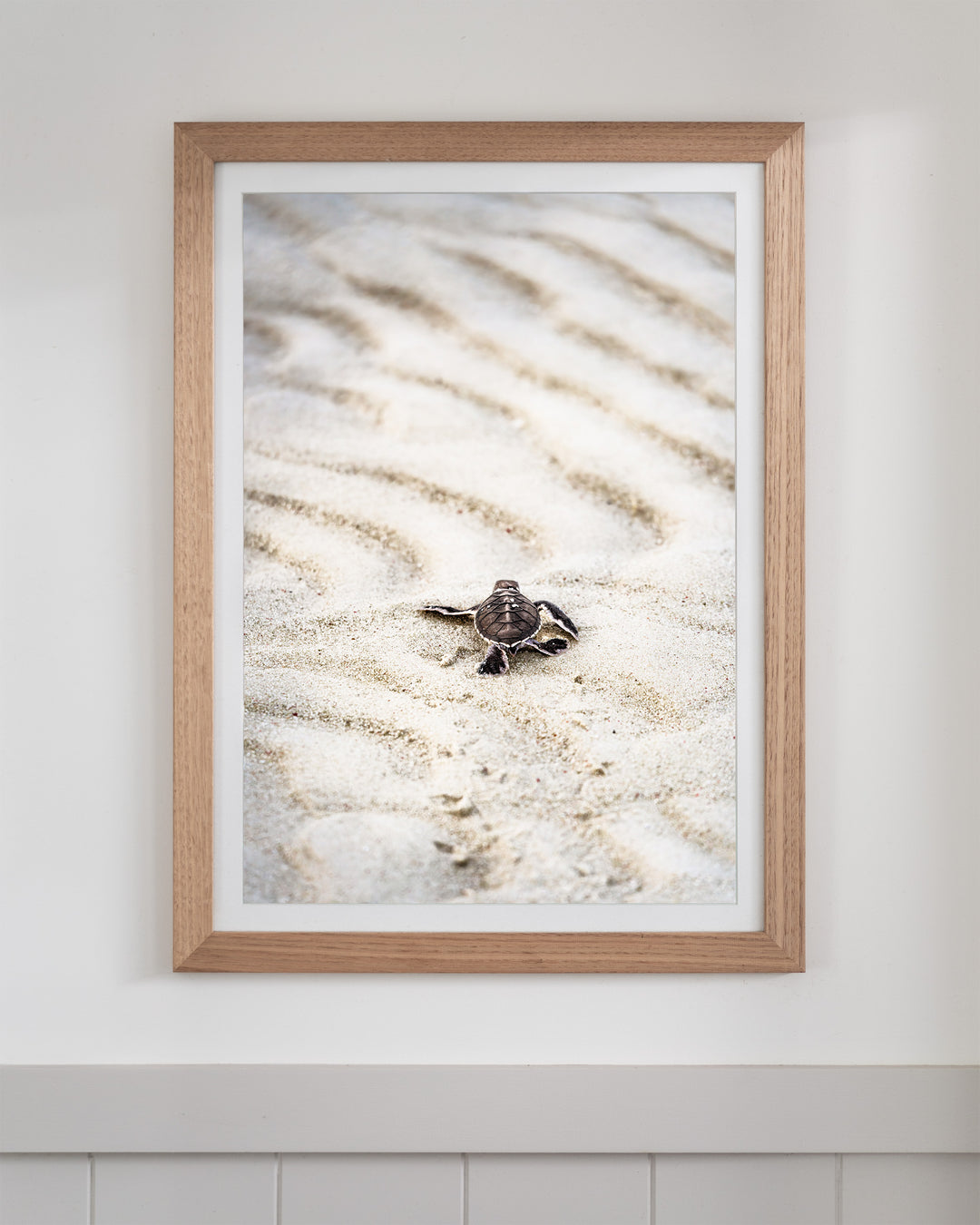 First Light – Turtle Hatchling | Coastal Photography