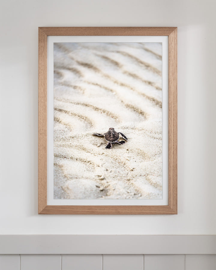 First Light – Turtle Hatchling | Coastal Photography