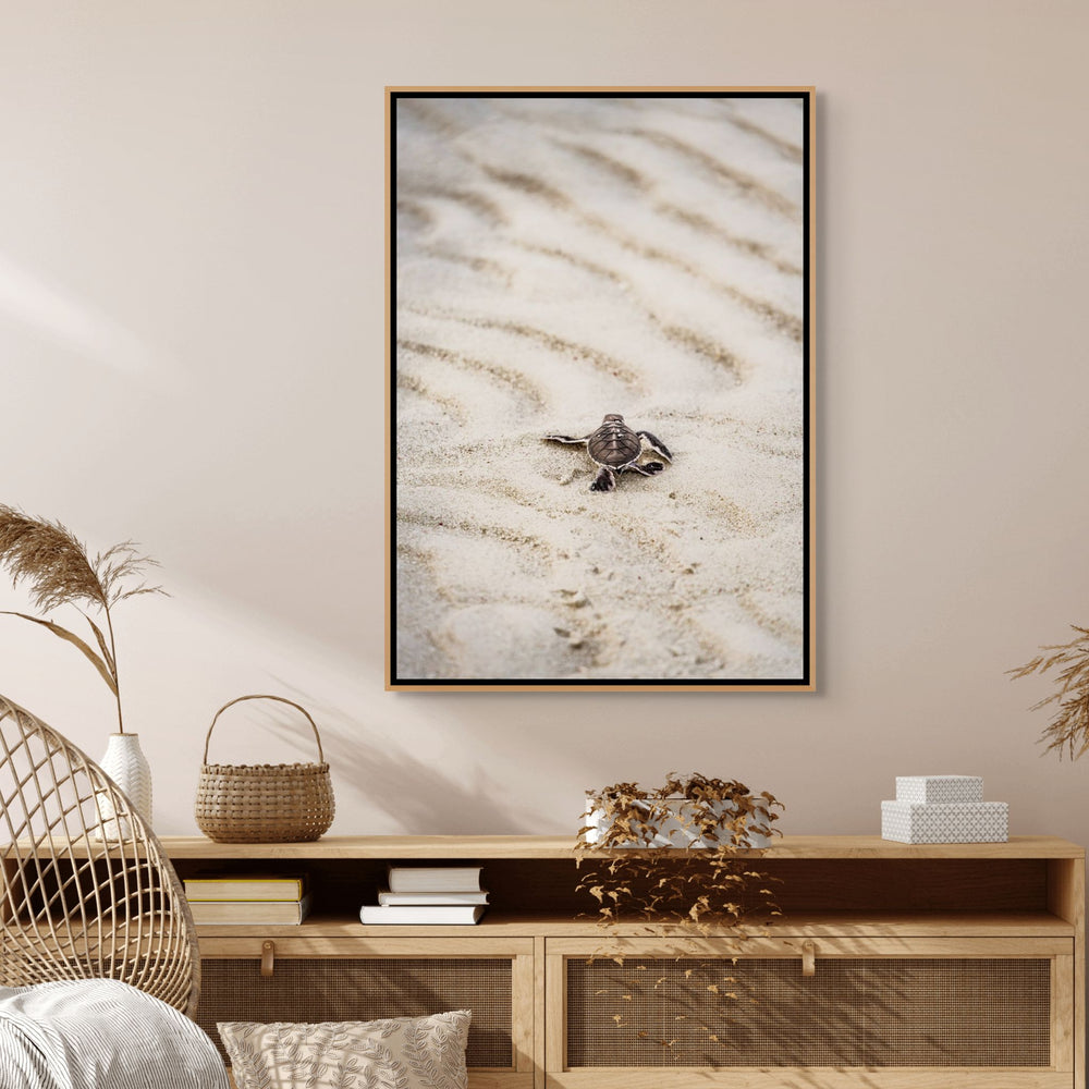 First Light – turtle hatchling making its first journey across sandy beach toward the ocean at sunrise | Shadow Box Canvas Print