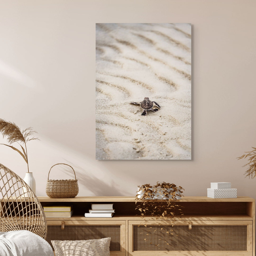 First Light – turtle hatchling making its first journey across sandy beach toward the ocean at sunrise | Stretched Canvas Print