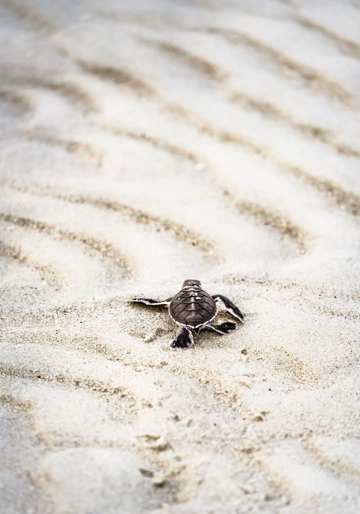 First Light – turtle hatchling making its first journey across sandy beach toward the ocean at sunrise | Unframed Rolled Print