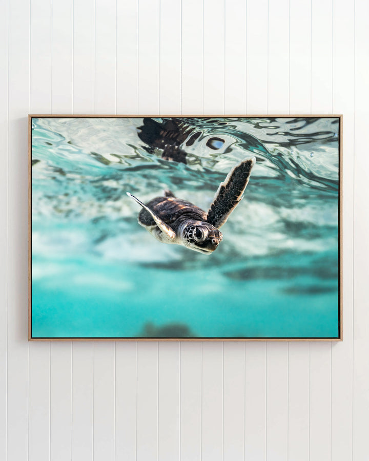 Flicker and Flow - Turtle Hatchling framed print showing a small turtle swimming in clear turquoise water.