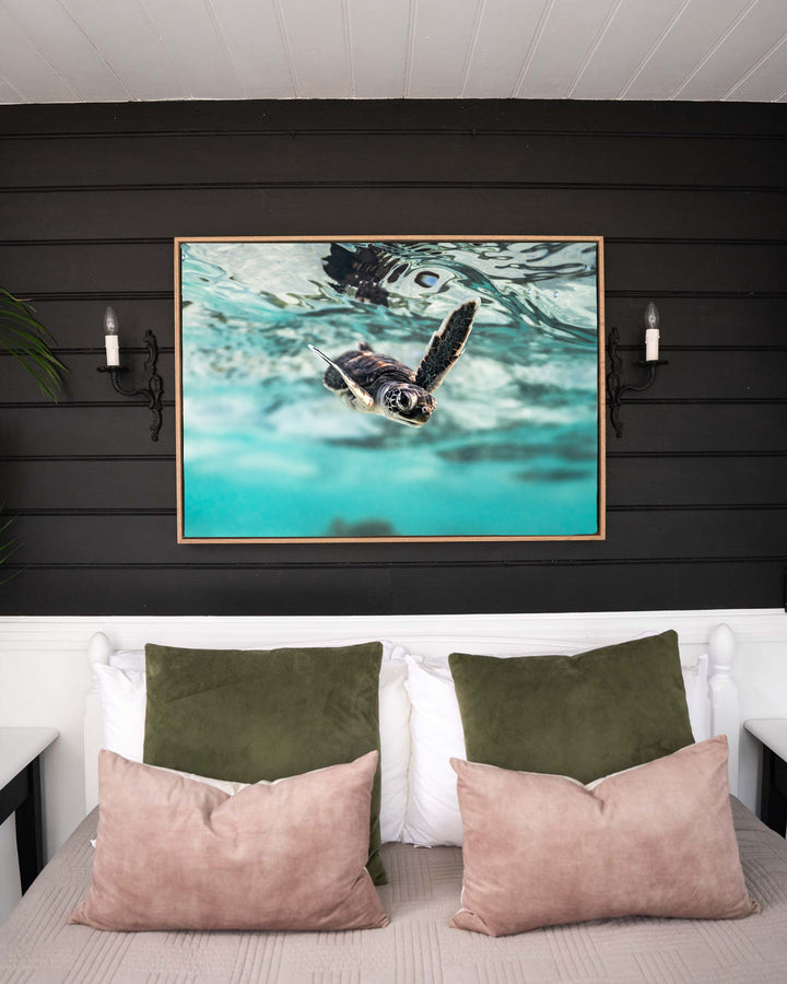 Flicker and Flow – Turtle Hatchling, Underwater Photography by David Lloyd, framed canvas print in oak float frame, styled in a bedroom setting