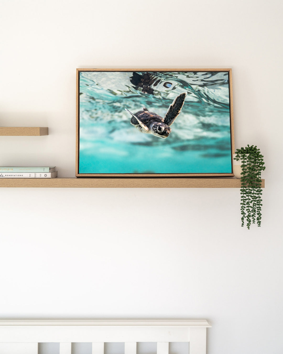 Flicker and Flow – Turtle Hatchling, Underwater Photography by David Lloyd, framed canvas print in oak float frame, styled in a timber shelf setting