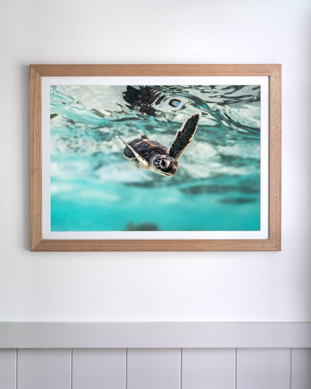 Framed Flicker and Flow - Turtle Hatchling: a sea turtle hatchling swimming near the water’s surface.