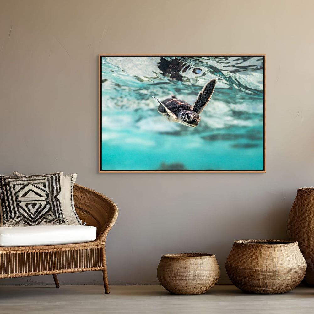 Flicker and Flow by David Lloyd – turtle hatchling swimming toward the viewer in soft blues and golden highlights, fine art marine life photography print