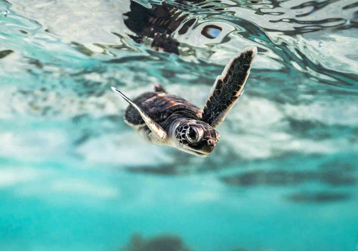 Flicker and Flow by David Lloyd – turtle hatchling swimming toward the viewer in soft blues and golden highlights, fine art marine life photography print